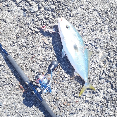 ハマチナブラ発生