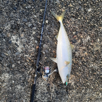 ハマチ～メジロにサワラもまわってます。