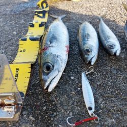 プチsalt water game