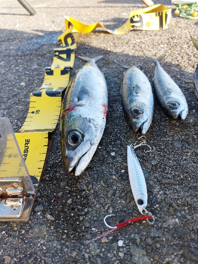 プチsalt water game