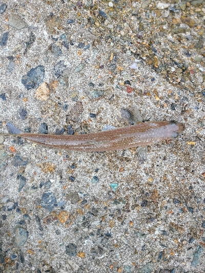 今日はあかんかった