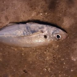 アジしか釣れない