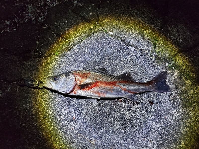 引きを求めて…