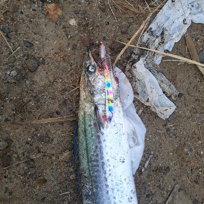 サゴシのみでした~