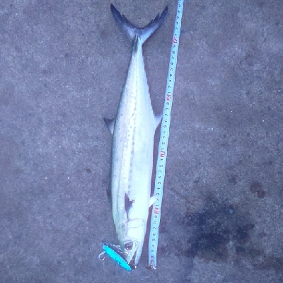 メバル狙いの筈が