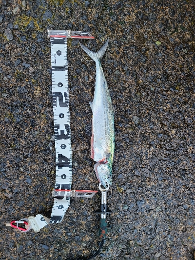 超デカガッシー