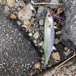 渋かったけど何とか1匹