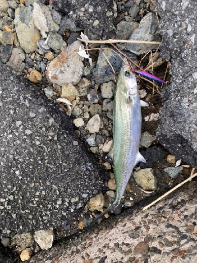 渋かったけど何とか1匹