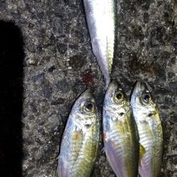 アジング　不発