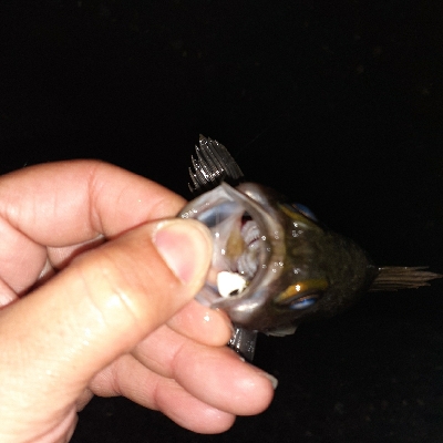 久々にメバリング