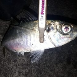 やっと、アジが接岸か？