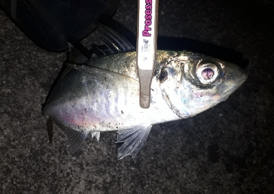 やっと、アジが接岸か？