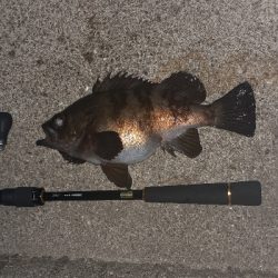 再度メバル調査へ