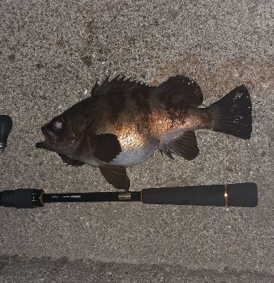 再度メバル調査へ