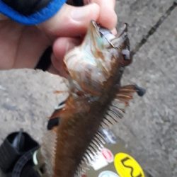 クリスマスナイトフィッシング