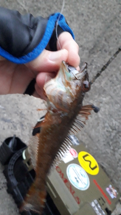 クリスマスナイトフィッシング