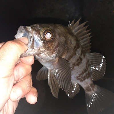 メバリング調査～