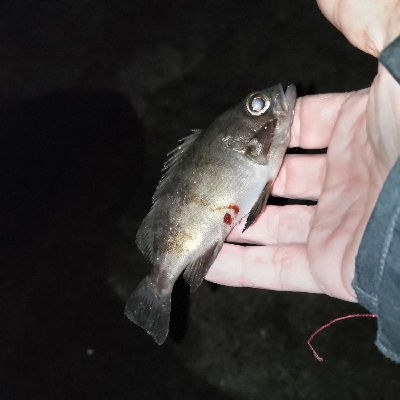 イヴにメバリング