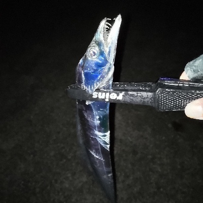 連日のメバリング