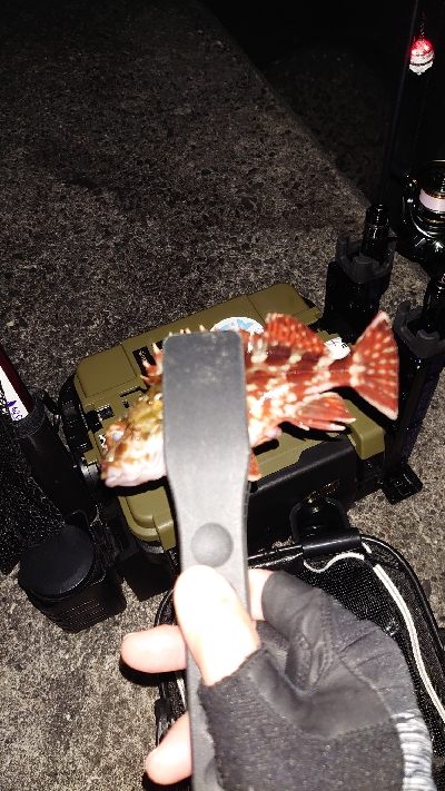 やっと釣りに行けました。