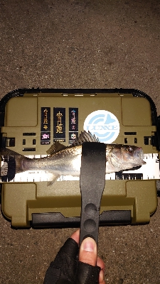 意地の鱗付け完了