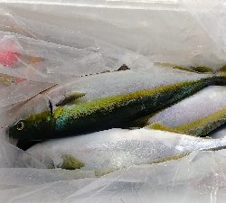 めちゃめちゃ釣れた