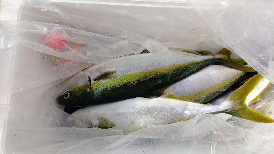 めちゃめちゃ釣れた