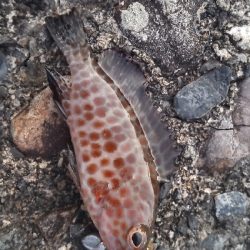 ライトゲーム(^_^;)