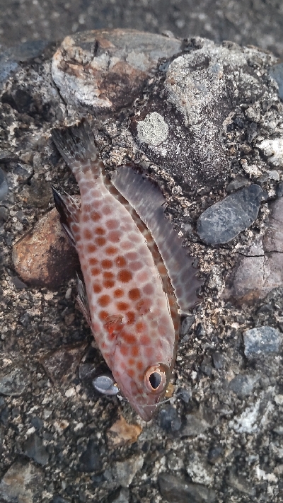 ライトゲーム(^_^;)