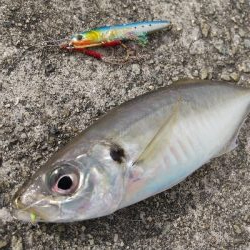 来たらデカイ！