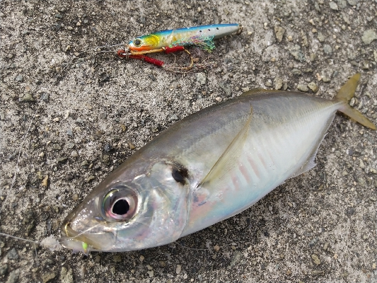 来たらデカイ！