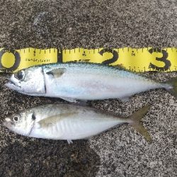 サワラバラしたわ～