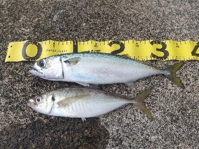 サワラバラしたわ～