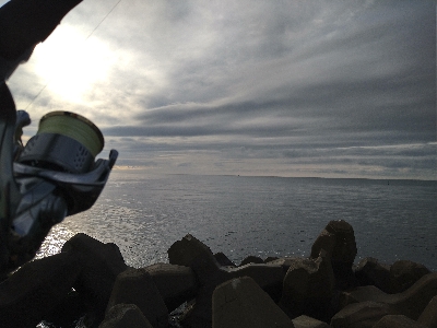 冬のサゴシは丸い