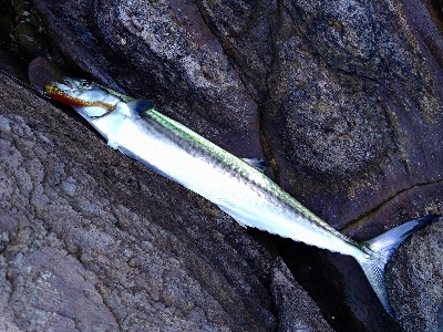 冬晴れの日のサゴシゲーム