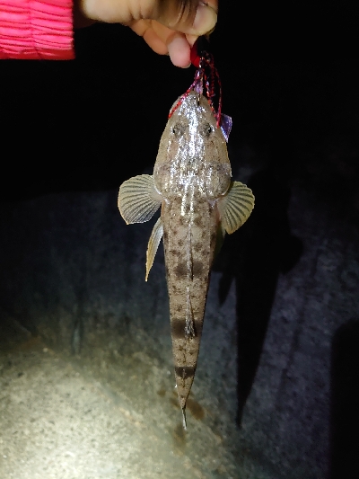 チニングに来たつもりだった