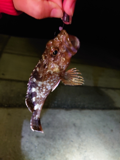 お久しぶりのガッシー！