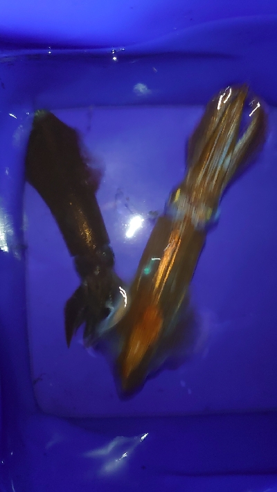 暴風極寒ヒイカ調査