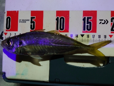 今年度最終釣行