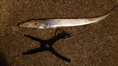 太刀魚釣り納め