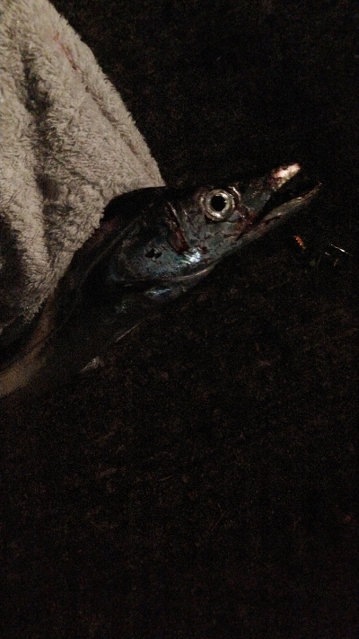 どじょうてんや