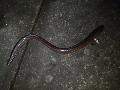 久しぶりの青イソメでのちょい投げ釣り