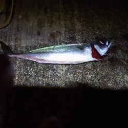 大サバ釣行　渋い渋い