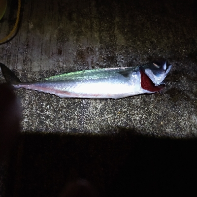 大サバ釣行　渋い渋い