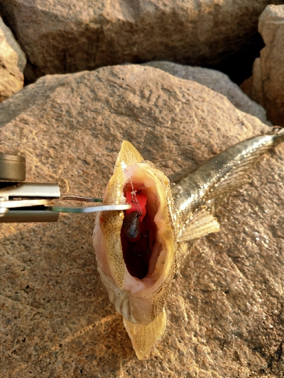 ヒラメ狙いでマゴチが釣れました