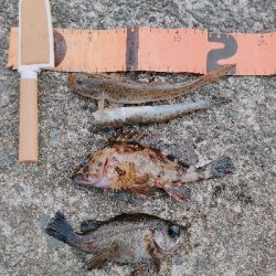 メバリングからの青虫投げ釣り