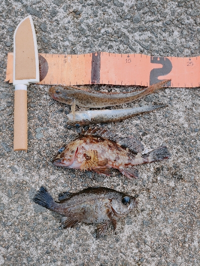 メバリングからの青虫投げ釣り