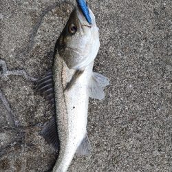 シーバス探索で2匹