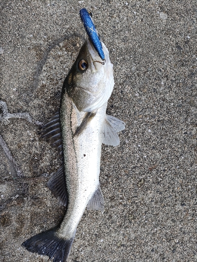 シーバス探索で2匹