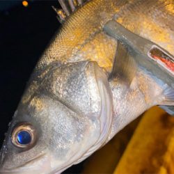 宵姫爽S78Mでシャローフリーク